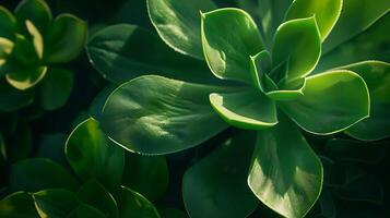 ai généré délicat ombres fermer de vibrant vert succulent plante dans doux Naturel lumière photo