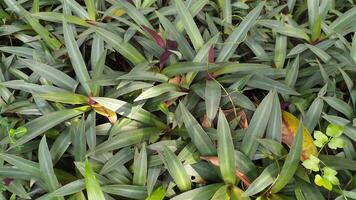 beaucoup de petit plante avec beaucoup vert feuilles et rouge feuilles photo