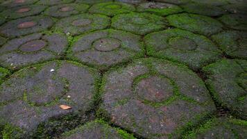 photo de une route fabriqué de soigneusement arrangé hexagonal briques, entouré par herbe et mousse couvrant il