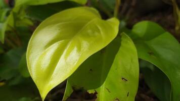 une proche en haut de une vert feuille avec Jaune taches photo