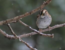 mignonne peu blanc gorge moineau photo