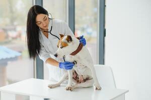 vétérinaire femme examiner chiens battement de coeur. photo