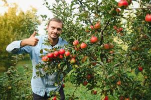 choisir le meilleur pommes. content Jeune homme agriculteur élongation en dehors main à mûr Pomme et souriant tandis que permanent dans le jardin photo