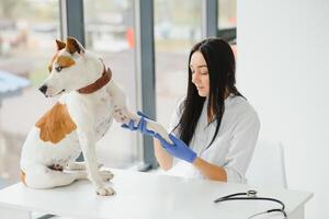 portrait de sur de soi femelle vétérinaire examiner chien dans hôpital. photo