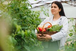 Jeune agriculteur femme en portant Frais biologique légume avec panier à serre hydroponique biologique cultiver. propriétaire petit affaires entrepreneur biologique légume ferme et en bonne santé nourriture concept photo