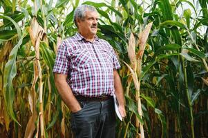 agriculteur inspecter blé épi à le sien champ photo