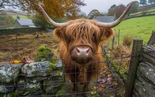 ai généré une splendide montagnes vache avec luxueux crinière regarde avec l'intérêt photo