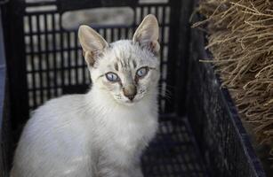 abandonné et triste chat photo