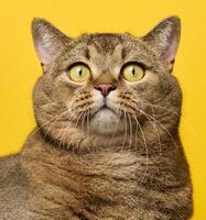 une mignonne adulte aux oreilles droites Écossais race gris chat sur une Jaune Contexte photo
