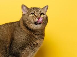 une mignonne adulte aux oreilles droites Écossais race gris chat est assis sur une Jaune Contexte. photo