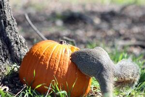 une écureuil mange une citrouille en dessous de une arbre sur vert herbe. printemps ou l'automne la photographie. le écureuil rongé une trou dans le citrouille. photo
