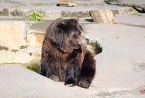 gros marron ours. une grisonnant ours est assis dans le zoo. ensoleillé photo contre le Contexte de une rock.