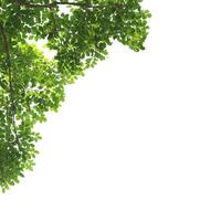 vert feuilles avec branche isolé sur blanc Contexte. photo