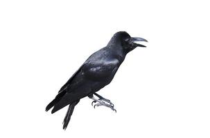 corbeau noir isolé sur fond blanc photo