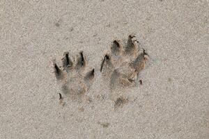 chien empreinte sur le sablonneux plage.. photo