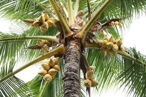 noix de coco grappe sur noix de coco arbre, bouquet de Frais noix de coco pendaison sur arbre. photo