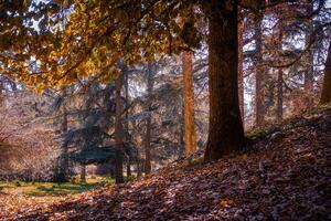 le forêt dans l'automne saison photo