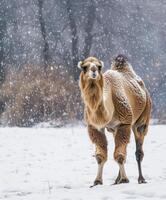 ai généré arabe chameau permanent majestueusement dans le neige photo