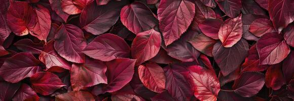 ai généré rouge l'automne feuilles texture Contexte photo