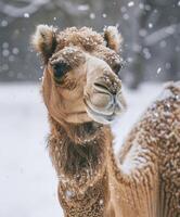 ai généré arabe chameau permanent majestueusement dans le neige photo