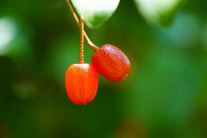 cerises pendaison de arbre branches photo