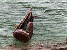 une nu escargot sans pour autant une coquille est en marchant photo