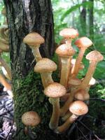 mon chéri champignons croissance à arbre photo