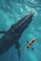 ai généré une homme dans une kayak nage suivant à une grand baleine. Haut vue photo