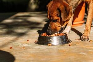 fermer de une femelle canin en mangeant croquettes aliments. photo