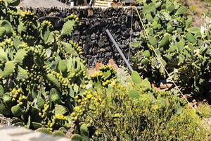 grand cactus avec des fruits sur le île de tenerife.canaries îles, Espagne photo