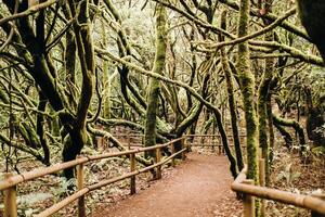 garajonay nationale parc, laurier forêt, laurisilve, la gomera, canari îles, Espagne photo