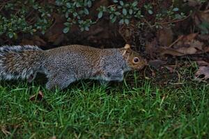 est gris écureuil butiner sur herbe avec une flou Contexte. photo