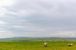 mouton pâturage sur une luxuriant vert flanc de coteau avec une nuageux ciel aérien. photo