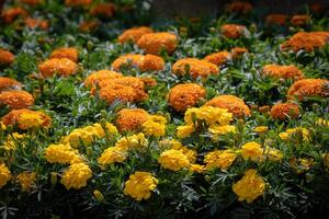 vibrant souci fleurs dans floraison, avec luxuriant vert feuillage, adapté pour jardinage et floral arrière-plans à kew jardins, Londres. photo