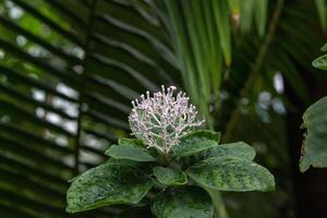 tropical plante avec délicat blanc fleurs contre une toile de fond de foncé vert paume frondes à kew jardins, Londres. photo