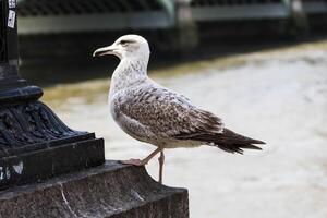 photo de le mouette à le rivière banque