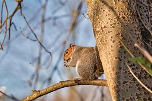 est gris écureuil perché sur une branche avec bleu ciel Contexte. photo