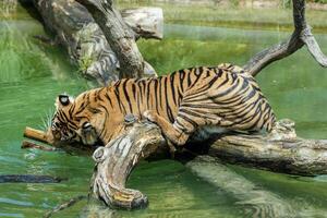 tigre repos sur une Journal plus de eau, affichage ses rayé manteau et détendu posture dans une Naturel habitat réglage à Londres zoo. photo