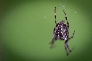 fermer de une araignée sur une la toile avec une flou vert Contexte. photo