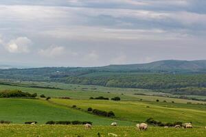 roulant vert collines avec pâturage mouton en dessous de une nuageux ciel. photo