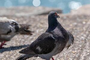 pigeons sur une ensoleillé journée avec un dans concentrer dans le premier plan et le autre légèrement flou dans le Contexte. photo