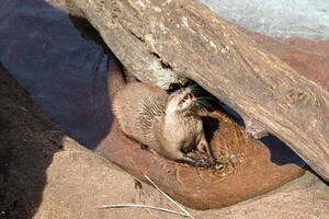 loutre repos dans une creux Journal par le des eaux bord, se prélasser dans lumière du soleil à Londres zoo. photo