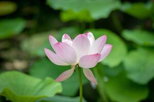 élégant rose lotus fleur dans plein Floraison avec doux vert feuilles dans le Contexte à kew jardins, Londres. photo