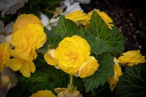 photo de le Jaune fleurs à kew jardins, Londres.