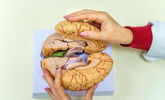 construction de le cerveau. une neurologue détient dans le sien mains une modèle de le Humain cerveau. photo