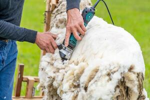 homme tonte une mouton avec instrument. agriculteur travail avec mouton laine. photo