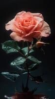 ai généré magnifique rose Rose sur une foncé Contexte. fermer. photo