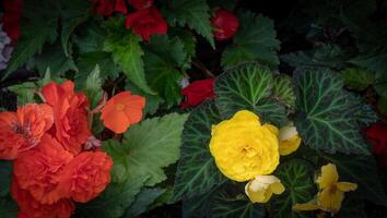 vibrant jardin fleurs avec luxuriant vert feuilles, avec important Jaune et rouge fleurs à kew jardins, Londres. photo