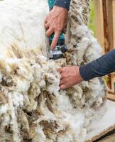 agriculteur travail avec mouton laine. homme tonte une mouton avec instrument. photo
