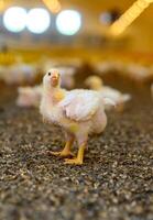 petit minuscule mignonne poussins agriculture BIO. proche en haut minuscule Jaune poussin en marchant sur le prairie. photo